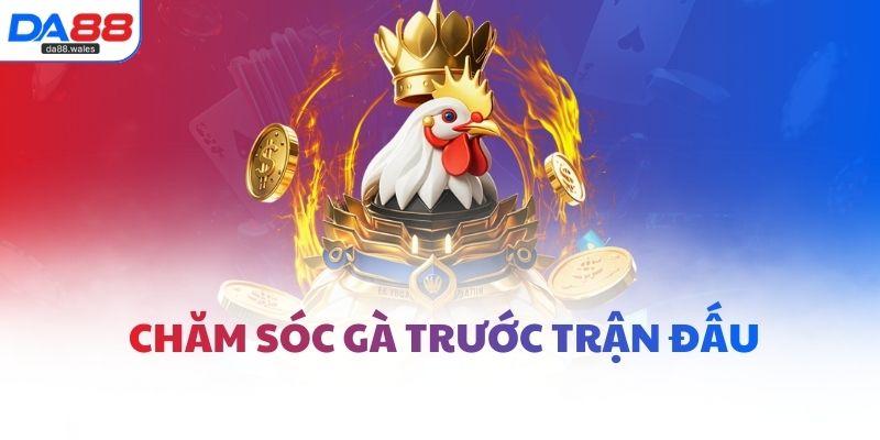 Chăm sóc gà trước trận đấu