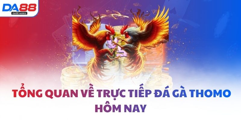 Tổng quan về trực tiếp đá gà thomo hôm nay