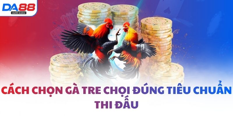 Cách chọn gà tre chọi đúng tiêu chuẩn thi đấu