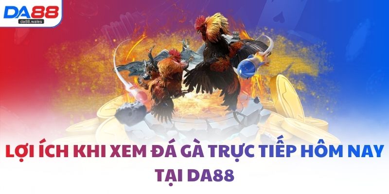 Lợi ích khi xem đá gà trực tiếp hôm nay tại DA88
