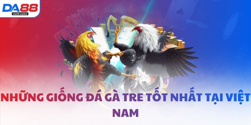 Những giống đá gà tre tốt nhất tại Việt Nam